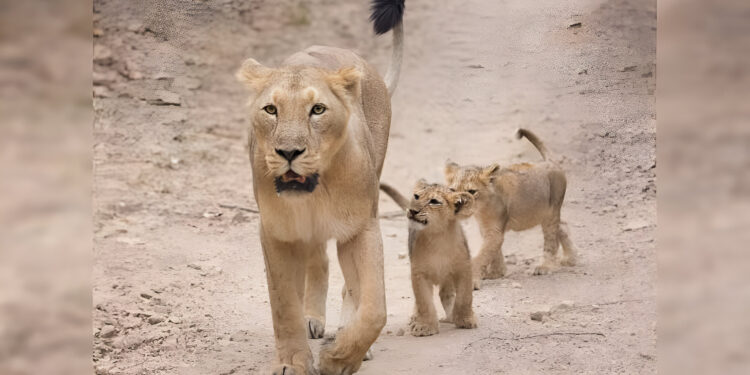 जब इंग्लैंड के राजा को गिर जंगल के राजा ने दर्शन नहीं दिए