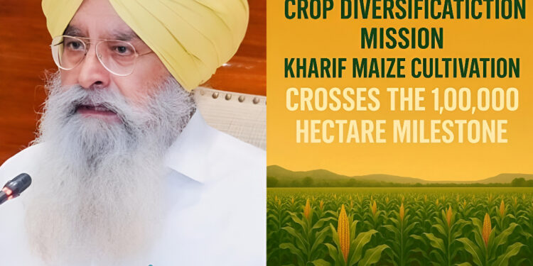 पंजाब में फसल विविधीकरण की बड़ी सफलता! खरीफ मक्का का रकबा 16.27% बढ़ा, 1 लाख हेक्टेयर पार
