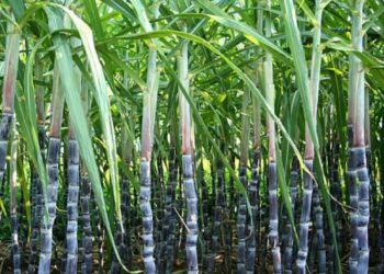 UP में गन्ने का भाव ₹30 बढ़ा, अब ₹400 प्रति क्विंटल, योगी सरकार का किसानों को बड़ा तोहफ़ा