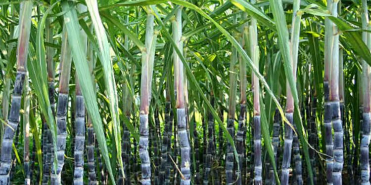 UP में गन्ने का भाव ₹30 बढ़ा, अब ₹400 प्रति क्विंटल, योगी सरकार का किसानों को बड़ा तोहफ़ा