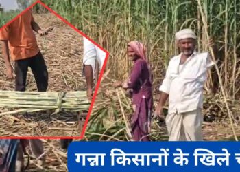 राज्य में हुई 351 क्विंटल हुई गन्ना की खरीद- 85 फीसदी से अधिक हुआ गन्ना किसानों डेय राशि का भुगतान