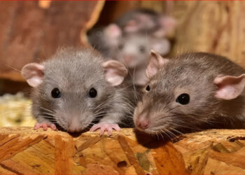 भारत का अद्भुत तमाशा: जब गांजा चूहे खा जाएँ और ‘राष्ट्रीयता जाँच’ हँसी का पात्र बन जाए