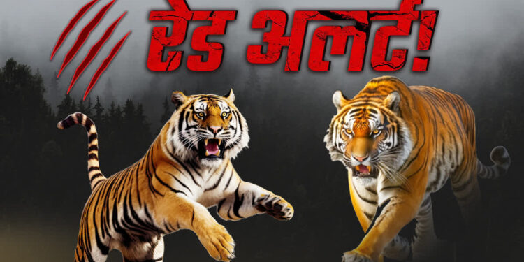 आठ बाघों की मौत और मध्य प्रदेश की ‘टाइगर स्टेट’ पहचान पर संकट