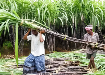 गन्ना किसानों को राहत! जल जमाव खत्म करने की स्थायी योजना शुरू, सरकार का बड़ा कदम