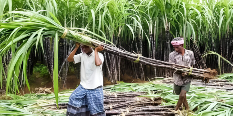 गन्ना किसानों को राहत! जल जमाव खत्म करने की स्थायी योजना शुरू, सरकार का बड़ा कदम