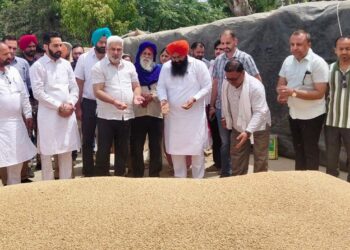पंजाब की मंडियों में 28 लाख मीट्रिक टन गेहूं की आमद, 24 लाख मीट्रिक टन से अधिक की खरीद : लाल चंद कटारूचक्क