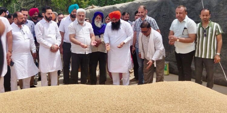पंजाब की मंडियों में 28 लाख मीट्रिक टन गेहूं की आमद, 24 लाख मीट्रिक टन से अधिक की खरीद : लाल चंद कटारूचक्क