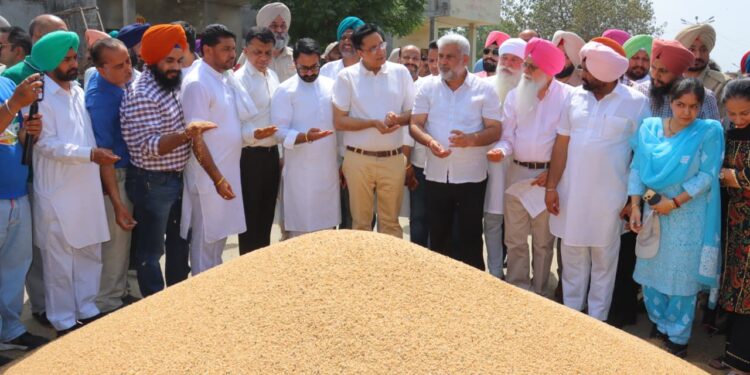 खाद्य एवं नागरिक आपूर्ति मंत्री लाल चंद कटारूचक्क ने भगतांवाला अनाज मंडी में चल रही गेहूं खरीद का लिया जायजा